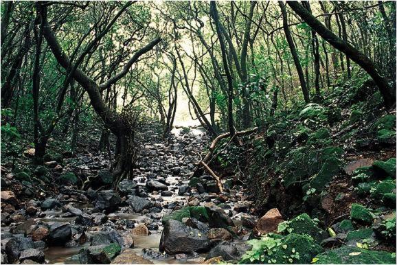 Monsoon Forest Tāla Buitenkant foto